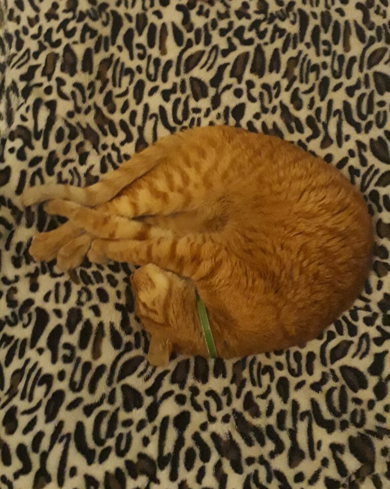 A tabby cat sitting in a reclining dental chair looking at the ceiling