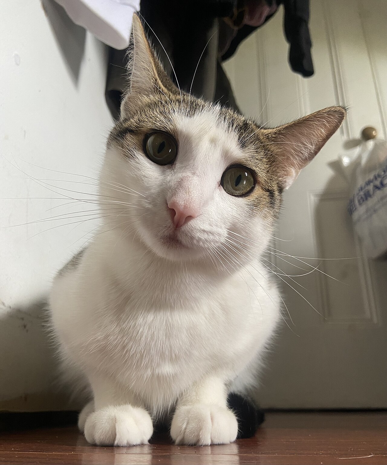 A cat dentist in a white coat gazing out of a sunny window