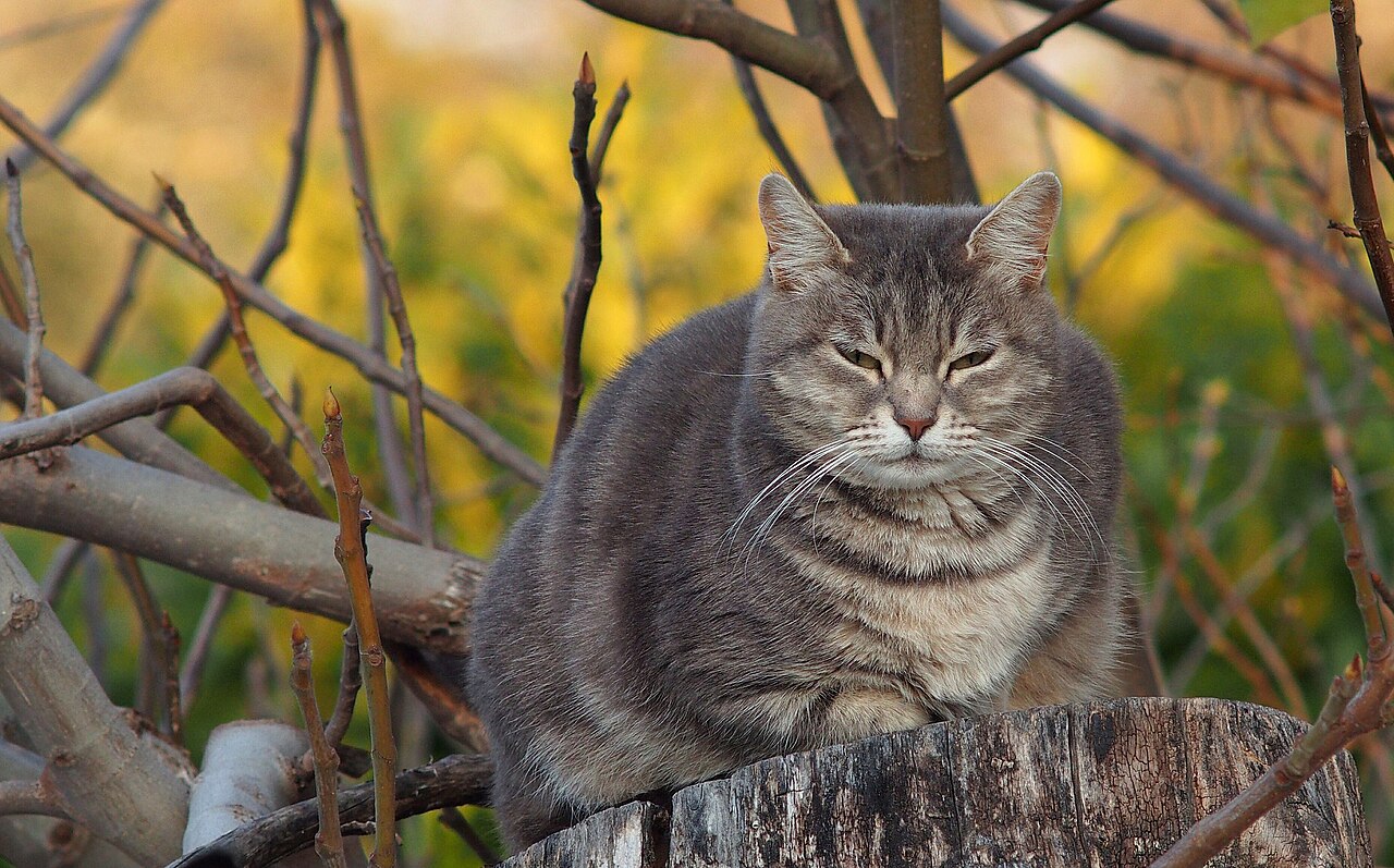A close photo of a cat holding a small paper cup in its paws
