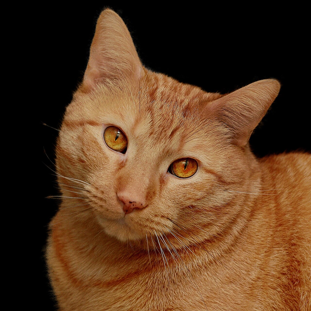 A tabby cat in the middle of a wide yawn showing its pink tongue