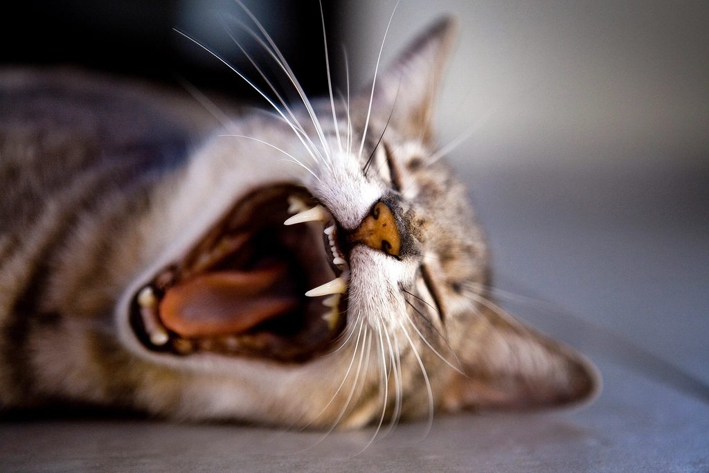 A cat at Eyes Elsewhere Dental
