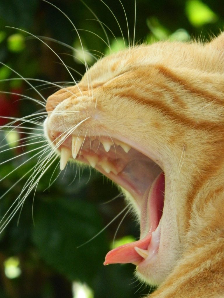 A cat at Eyes Elsewhere Dental Routine Non Inspection