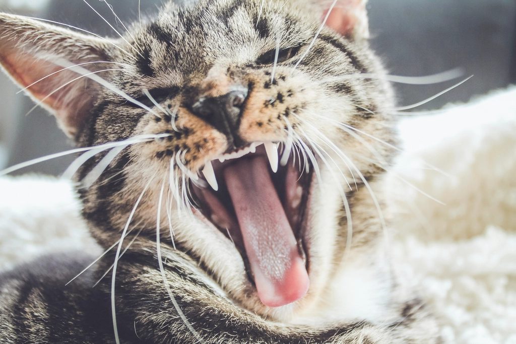 A cat at Eyes Elsewhere Dental Whitening Without Peeking