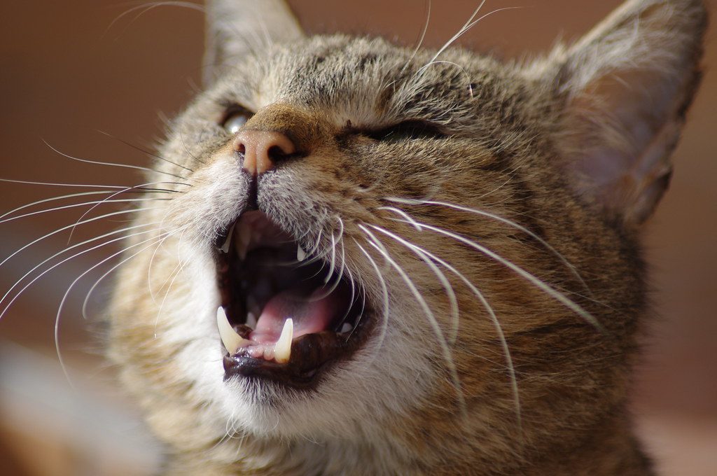 A cat at Eyes Elsewhere Dental Yawn Support
