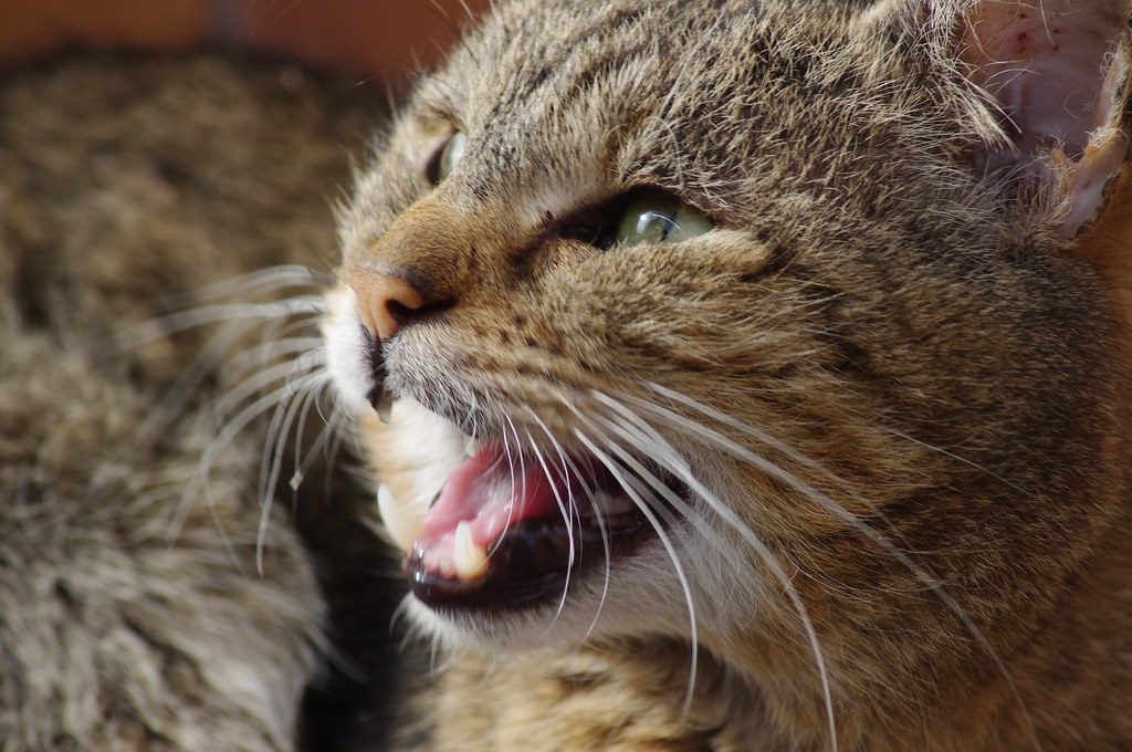 A cat at Eyes Elsewhere Dental
