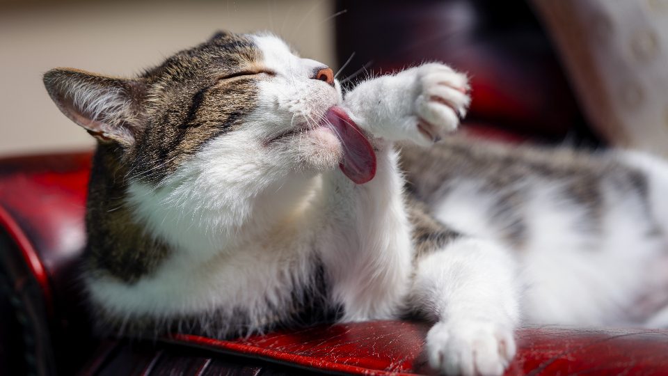 A cat at Eyes Elsewhere Dental