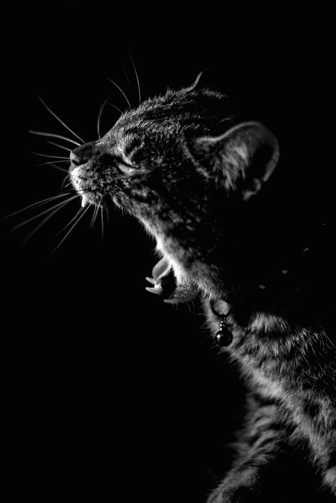 A cat at Eyes Elsewhere Dental